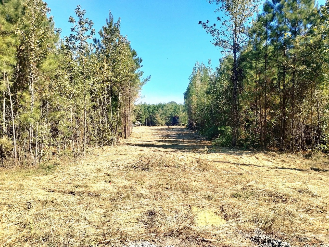 Cleared land with trees