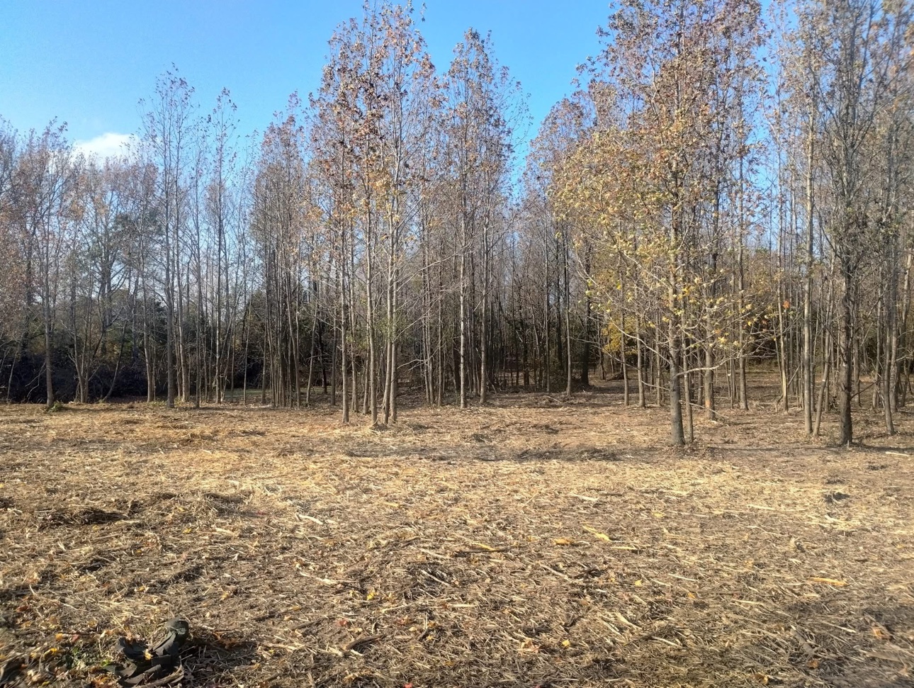 Cleared woodland