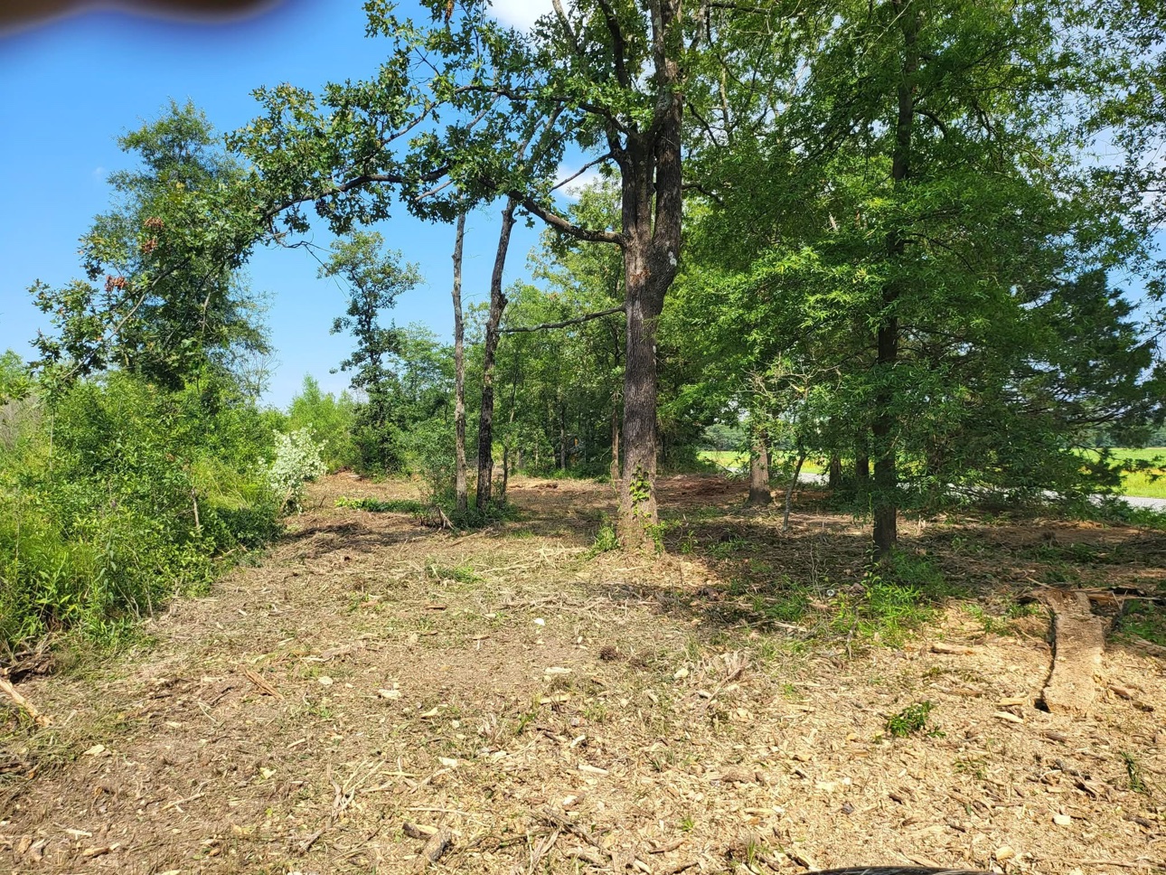 Cleared land with mature trees